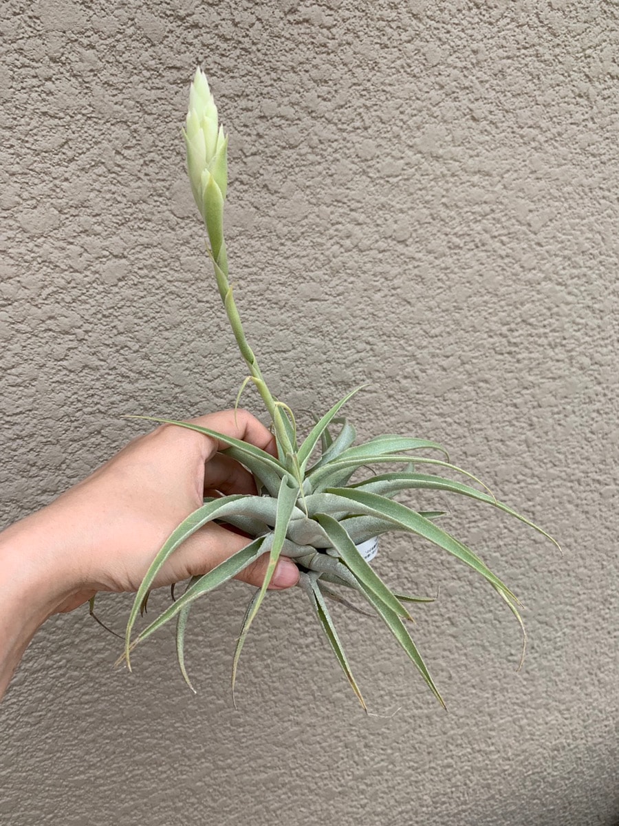 カクティコラ・アルバ エアープランツ チランジア【エアプランツ L