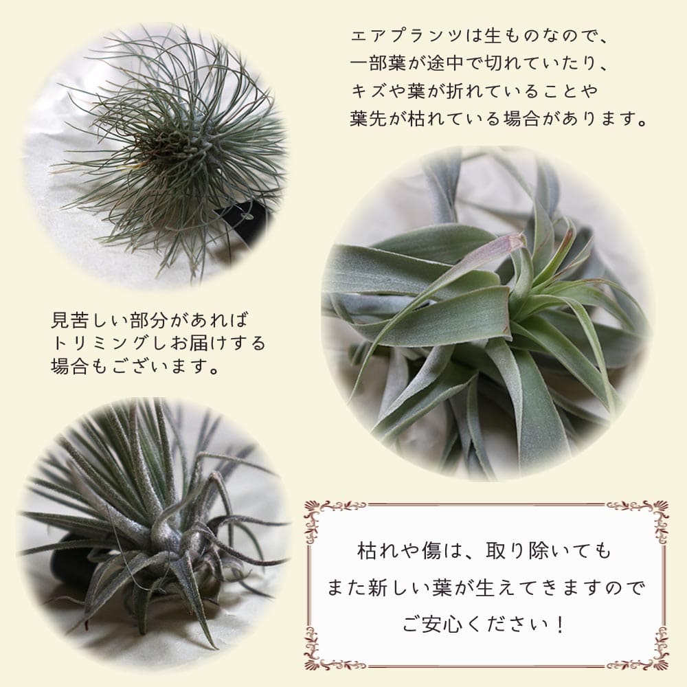 カクティコラ・アルバ ホワイトフラワー エアープランツ チランジア