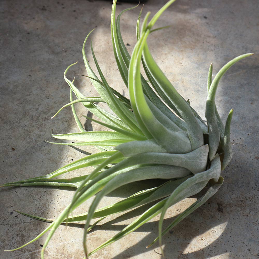 カクティコラ・アルバ エアープランツ チランジア【エアプランツ L