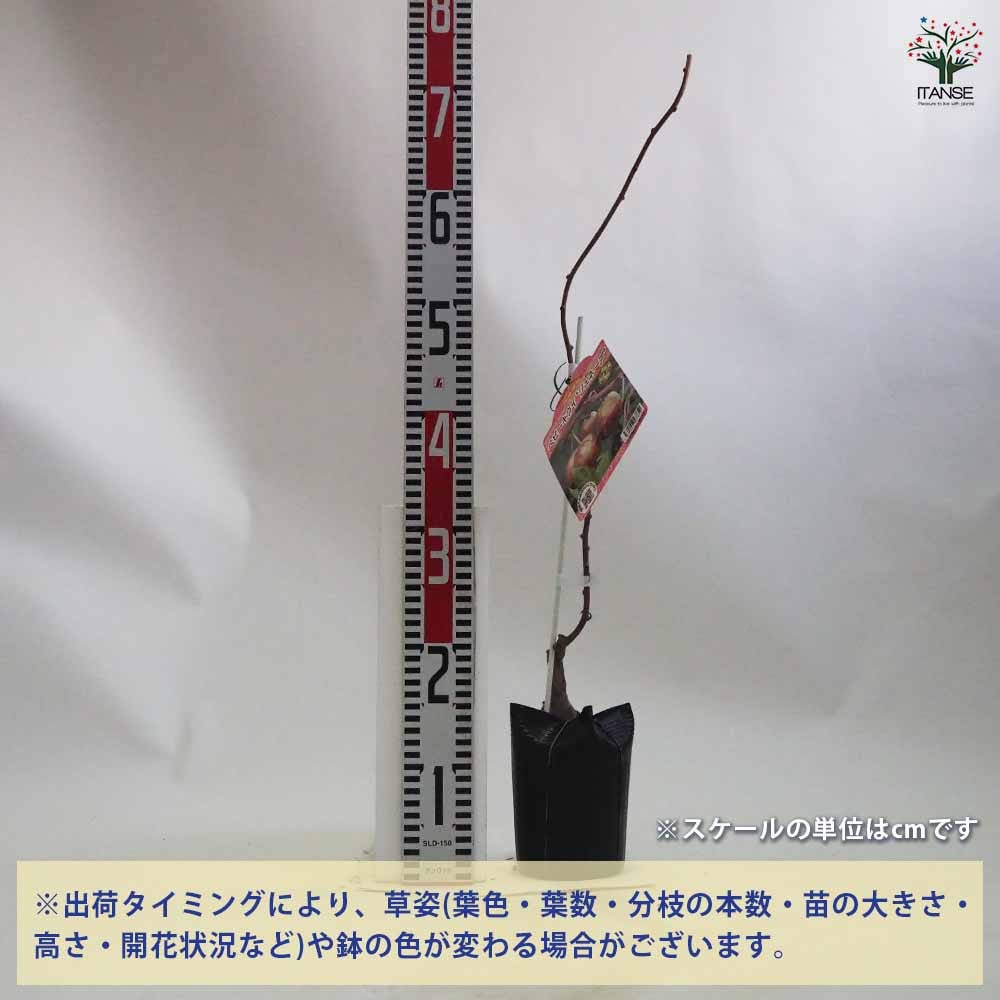 ベビーキウイの苗木 ジュネーブ 【果樹の苗木 4.5号ポット／1個売り】