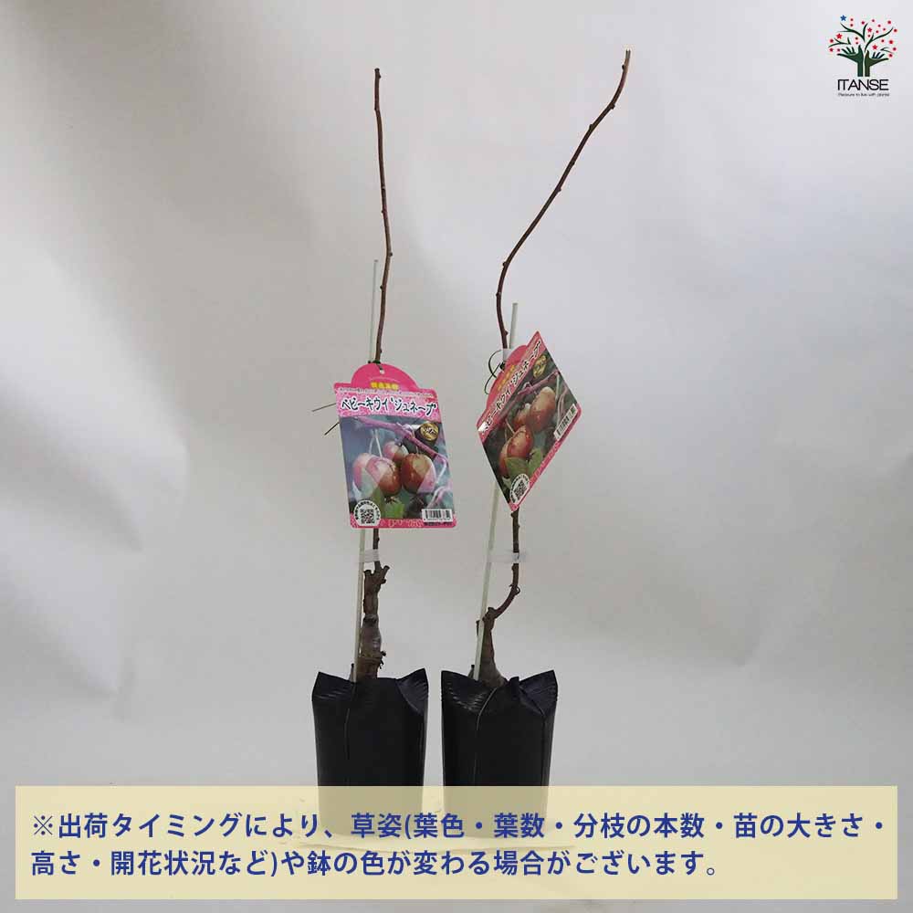 ベビーキウイの苗木 ジュネーブ 【果樹の苗木 4.5号ポット／1個売り】