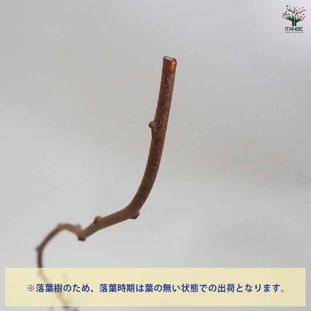 ベビーキウイの苗木 ジュネーブ 【果樹の苗木 4.5号ポット／1個売り】