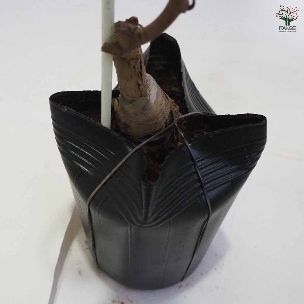 ベビーキウイの苗木 ジュネーブ 【果樹の苗木 4.5号ポット／1個売り】