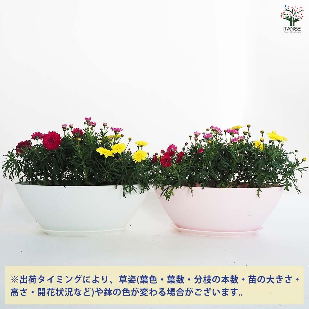 マーガレット 寄せ植え 【花苗 7号鉢】｜ 【植物のITANSE】全品