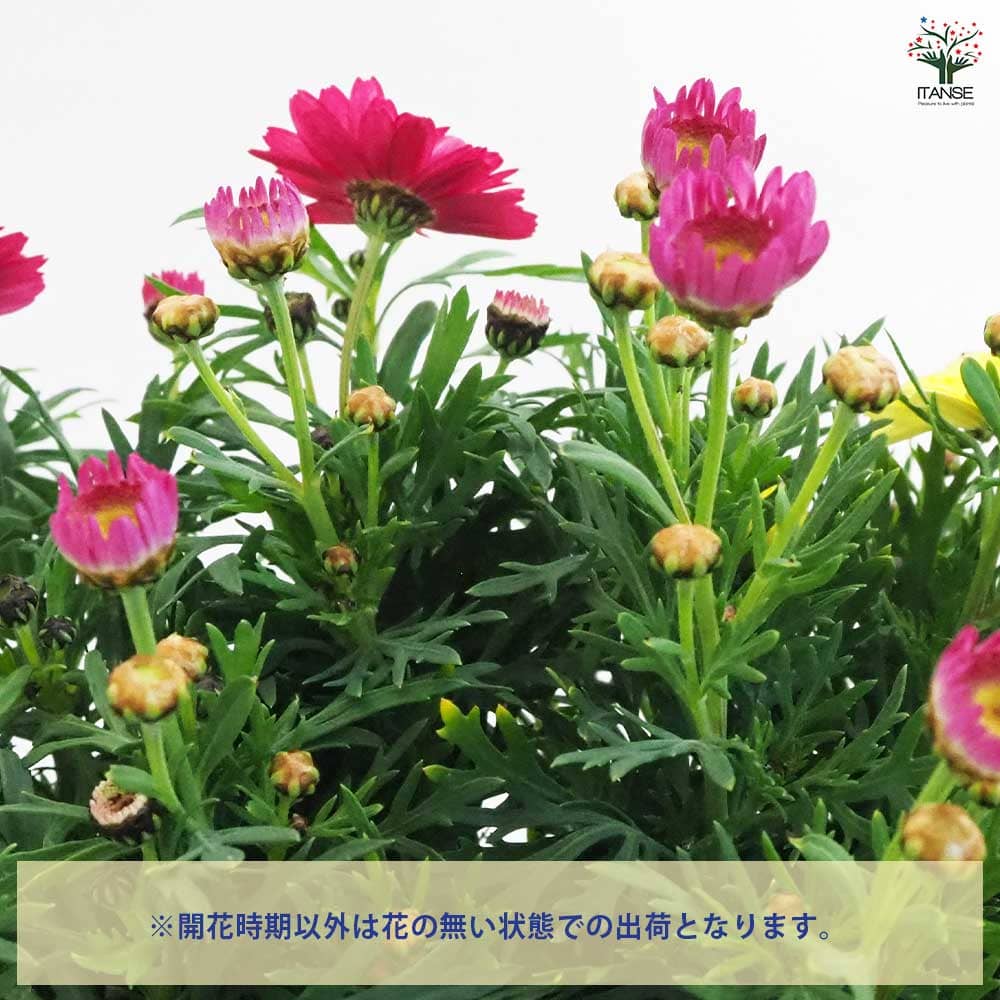 マーガレット商品です マーガレット 寄せ植え 【花苗 7号鉢】｜ 【植物のITANSE