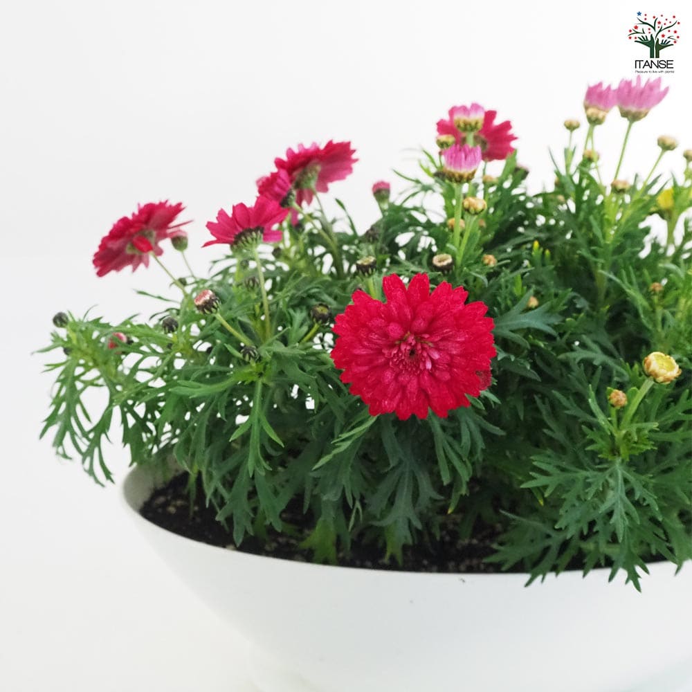 マーガレット商品です マーガレット 4寸鉢 選べる♪5色 | 鉢花・花苗 | 橋本種苗園