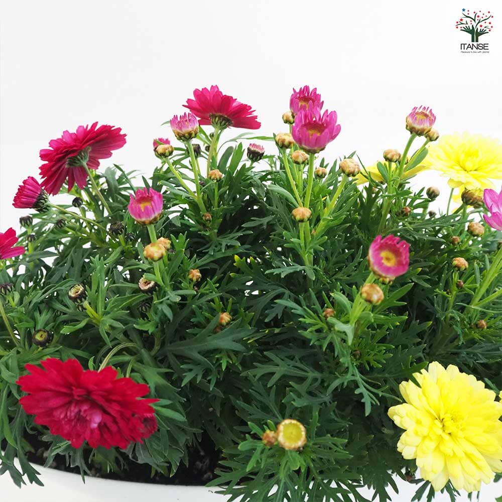 マーガレット 寄せ植え 【花苗 7号鉢】｜ 【植物のITANSE