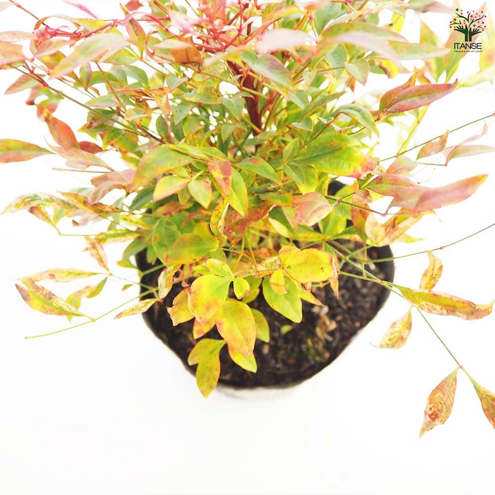 南天 レッドライト 【花木苗 5号／1個売り】｜ 【植物のITANSE 
