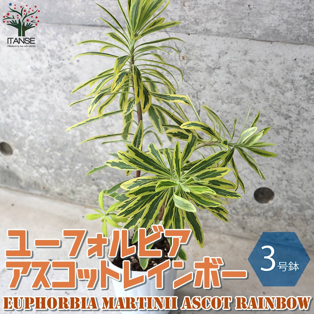 ユーフォルビアの苗 アスコットレインボー【花苗 3号ロングポット苗／1個売り】