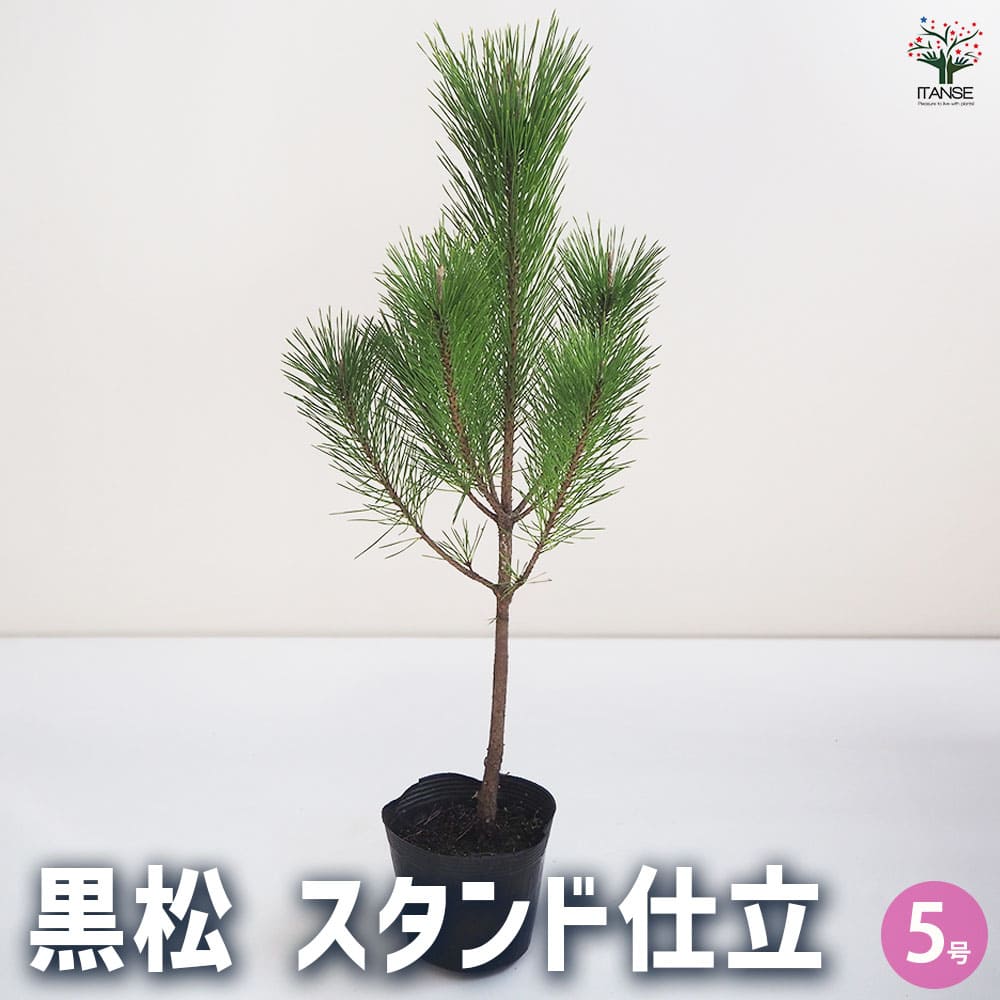 黒松 スタンド仕立 【観葉植物 5号鉢／1個売り】｜ 【植物の
