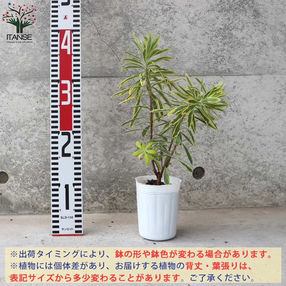 ユーフォルビアの苗 アスコットレインボー【花苗 3号ロングポット苗／1個売り】