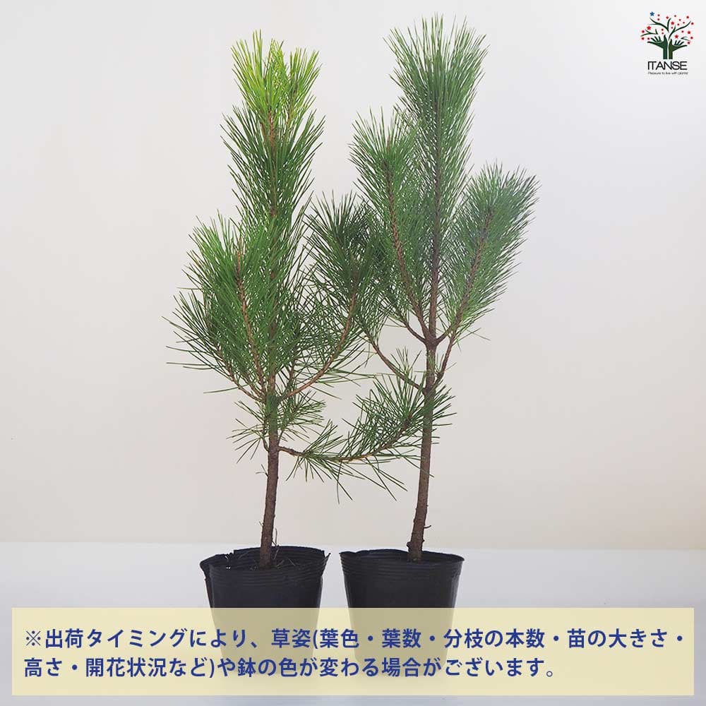 黒松 スタンド仕立 【観葉植物 5号鉢／1個売り】｜ 【植物の