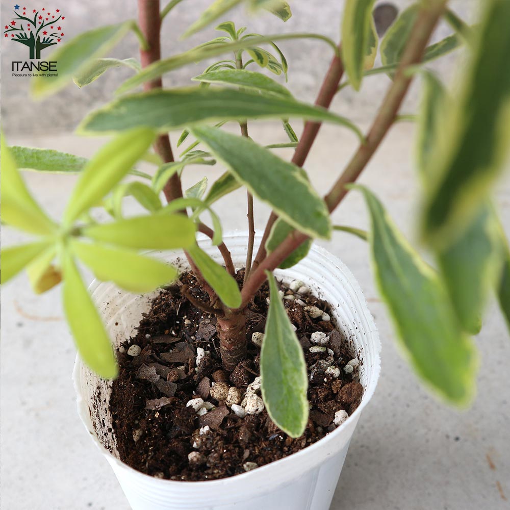 ユーフォルビアの苗 アスコットレインボー【花苗 3号ロングポット苗／1個売り】