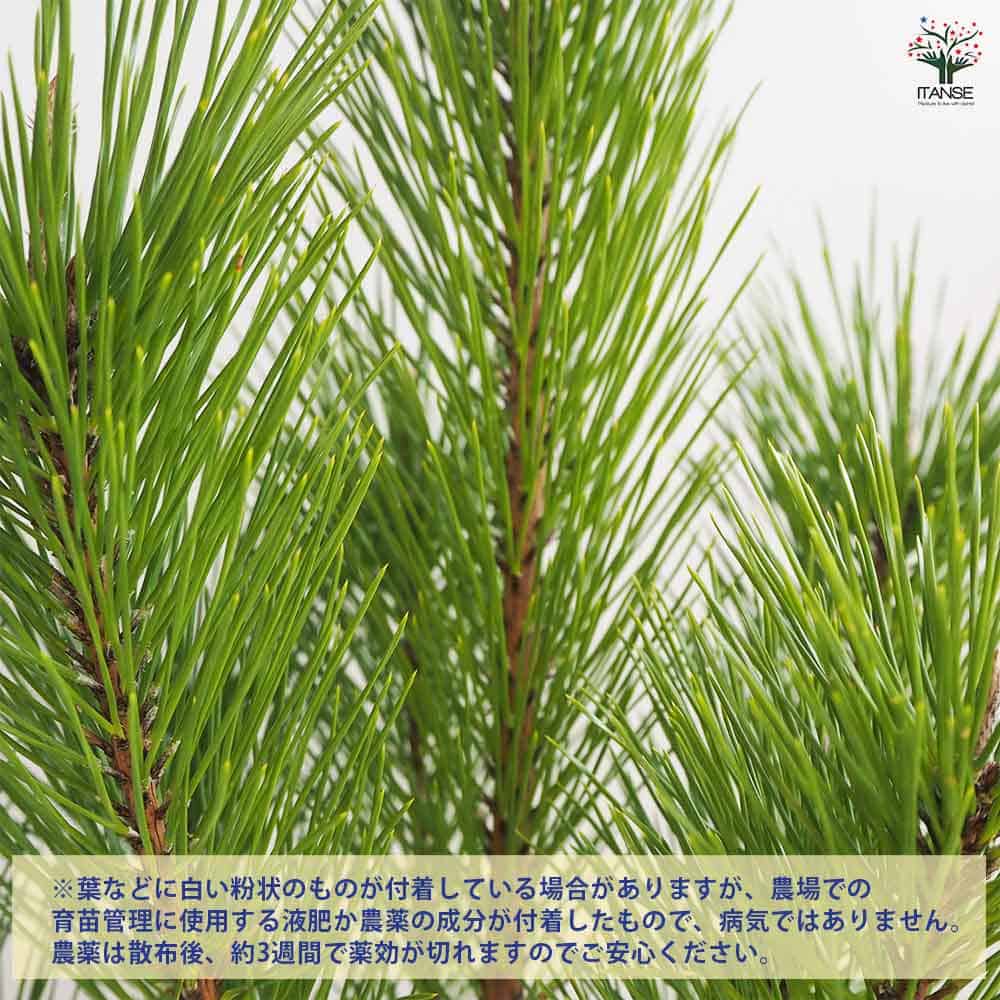 黒松 スタンド仕立 【観葉植物 5号鉢／1個売り】｜ 【植物の