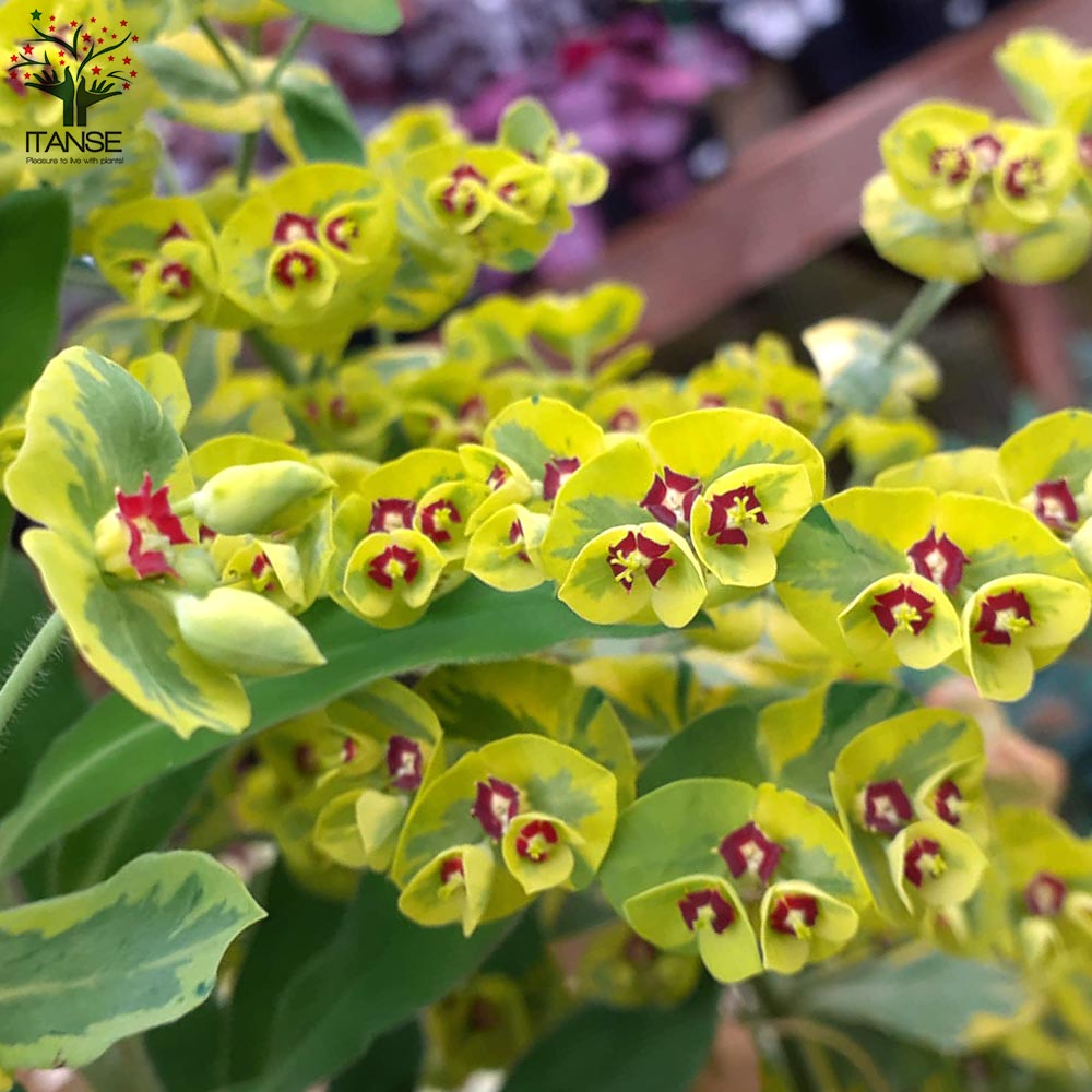 ユーフォルビアの苗 アスコットレインボー【花苗 3号ロングポット苗／1個売り】