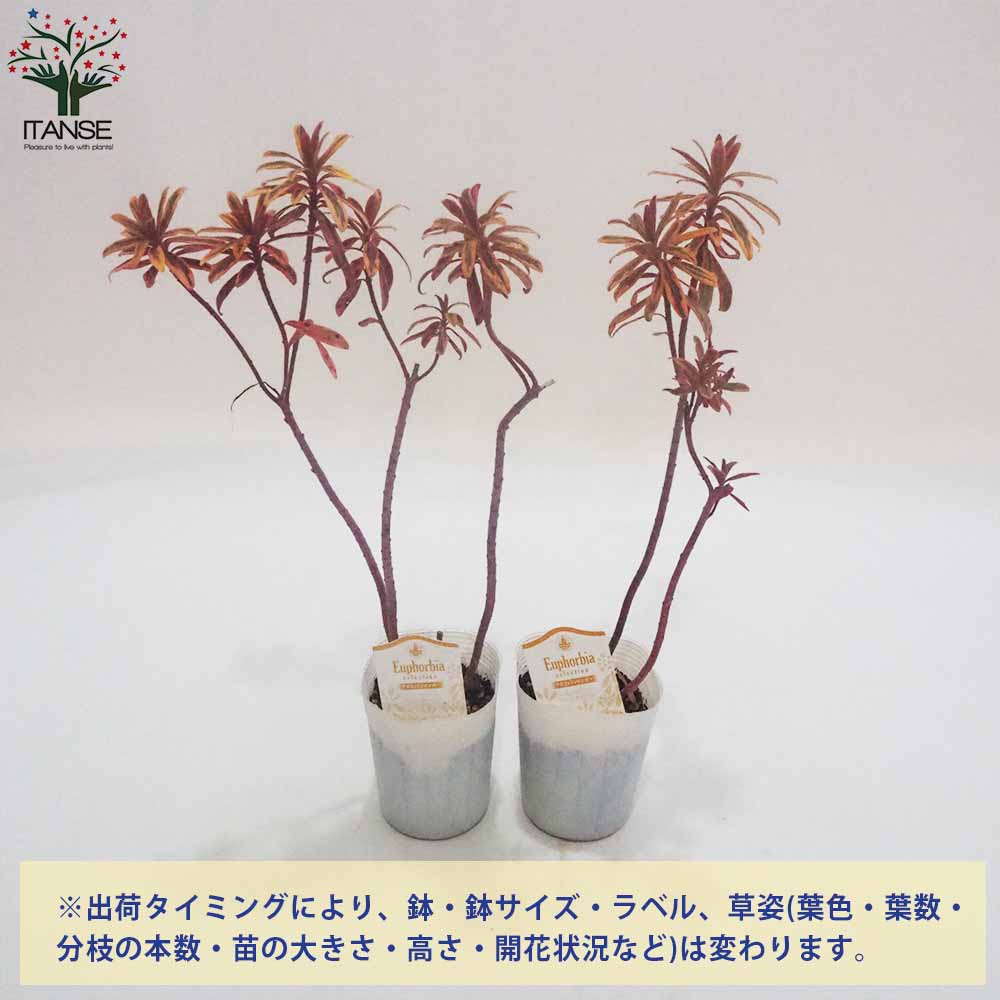 ユーフォルビアの苗 アスコットレインボー【花苗 3号ロングポット苗／1個売り】