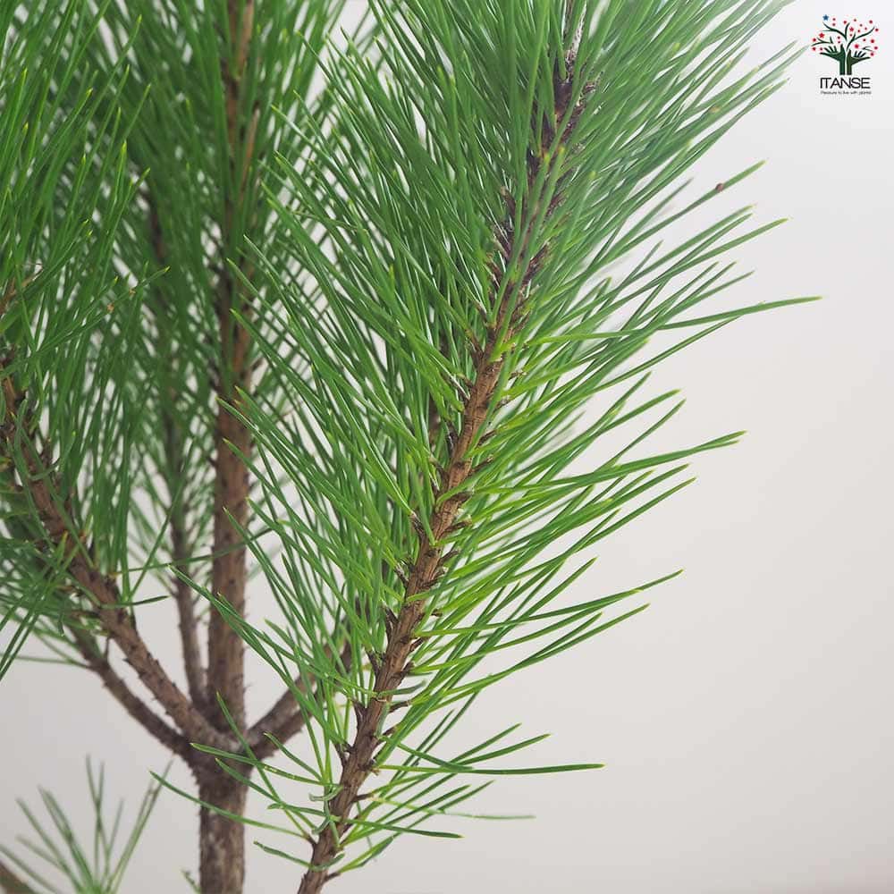 黒松 スタンド仕立 【観葉植物 5号鉢/1個売り】| 【植物の 黒松 スタンド仕立 【観葉植物 5号鉢/1個売り】| 【植物の