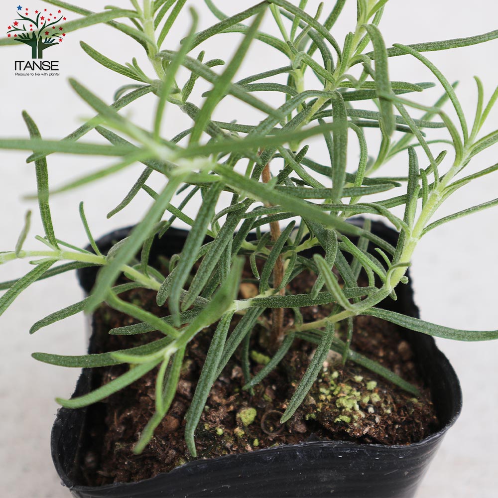 ローズマリー シッシングハースト 【ハーブの苗 9cmポット／お買い得2