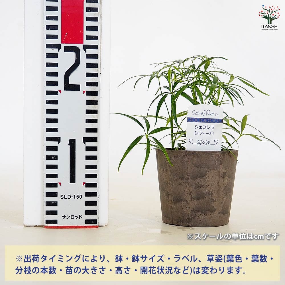 シェフレラ ルフィーナ 【観葉植物 3.5号／1個売り】