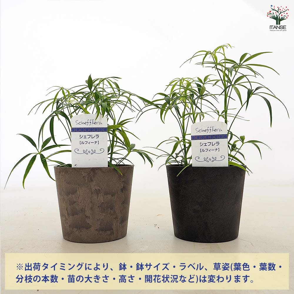シェフレラ ルフィーナ 【観葉植物 3.5号／1個売り】