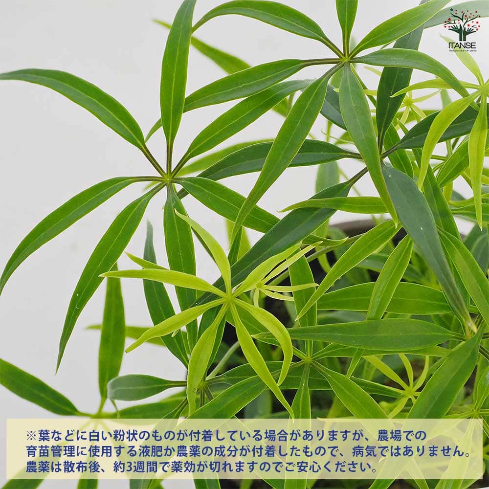 シェフレラ ルフィーナ 【観葉植物 3.5号／1個売り】