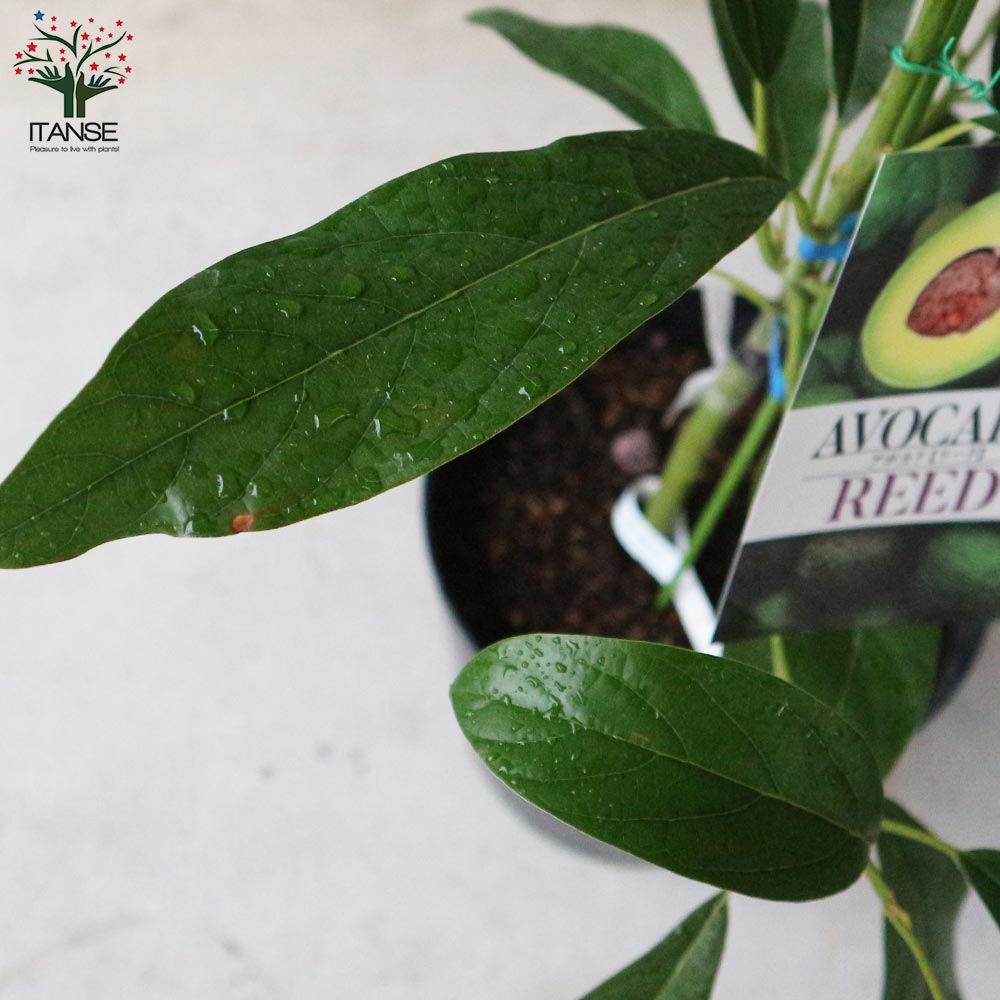アボカド リード【果樹の苗木 7寸大苗 2年生 接木苗木／1個売り