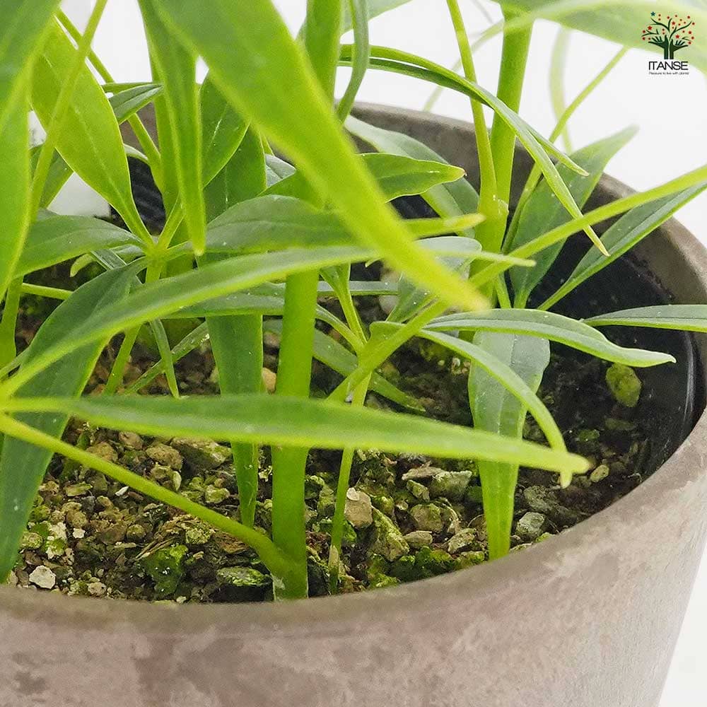 シェフレラ ルフィーナ 【観葉植物 3.5号／1個売り】