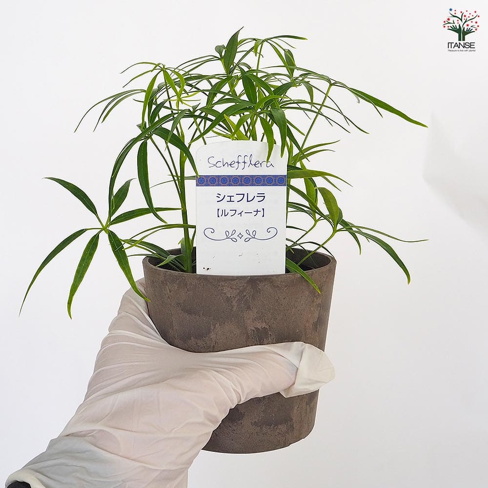 シェフレラ ルフィーナ 【観葉植物 3.5号／1個売り】
