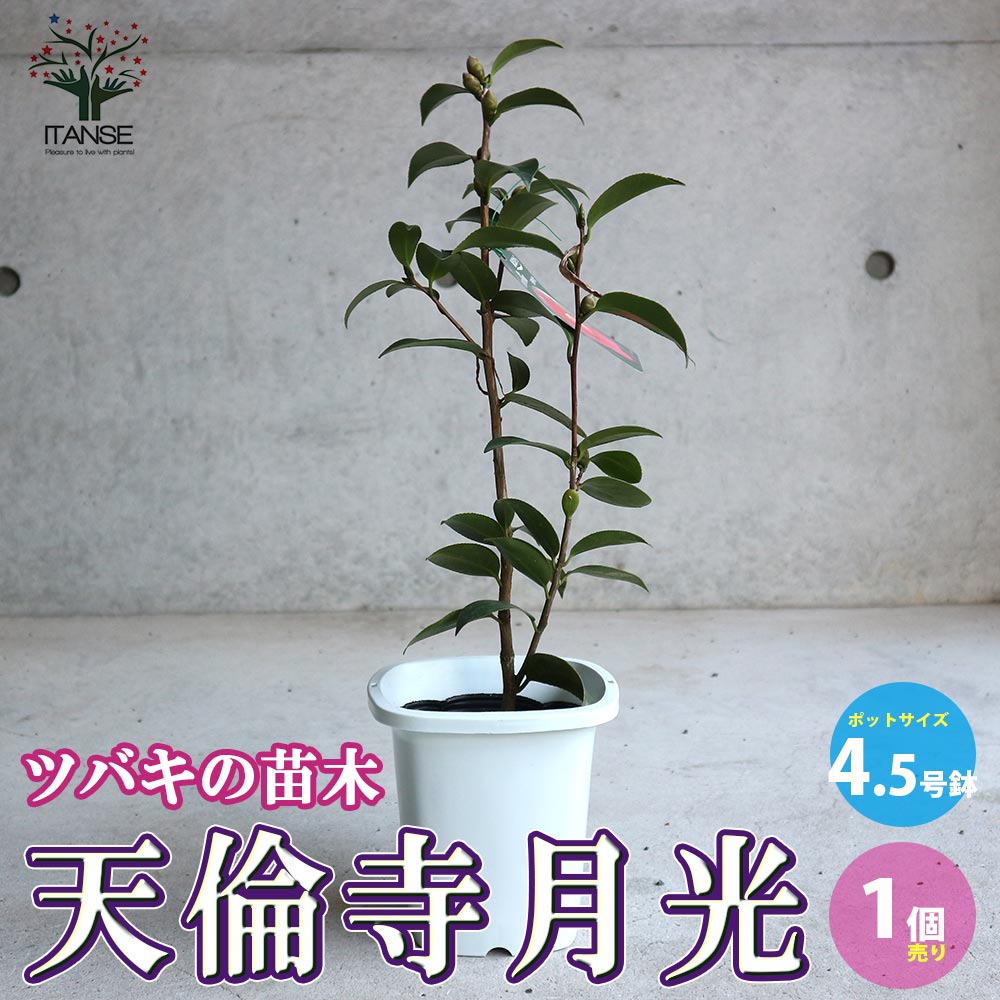 椿 天倫寺月光(てんりんじがっこう)【庭木 4.5号鉢／1個売り】