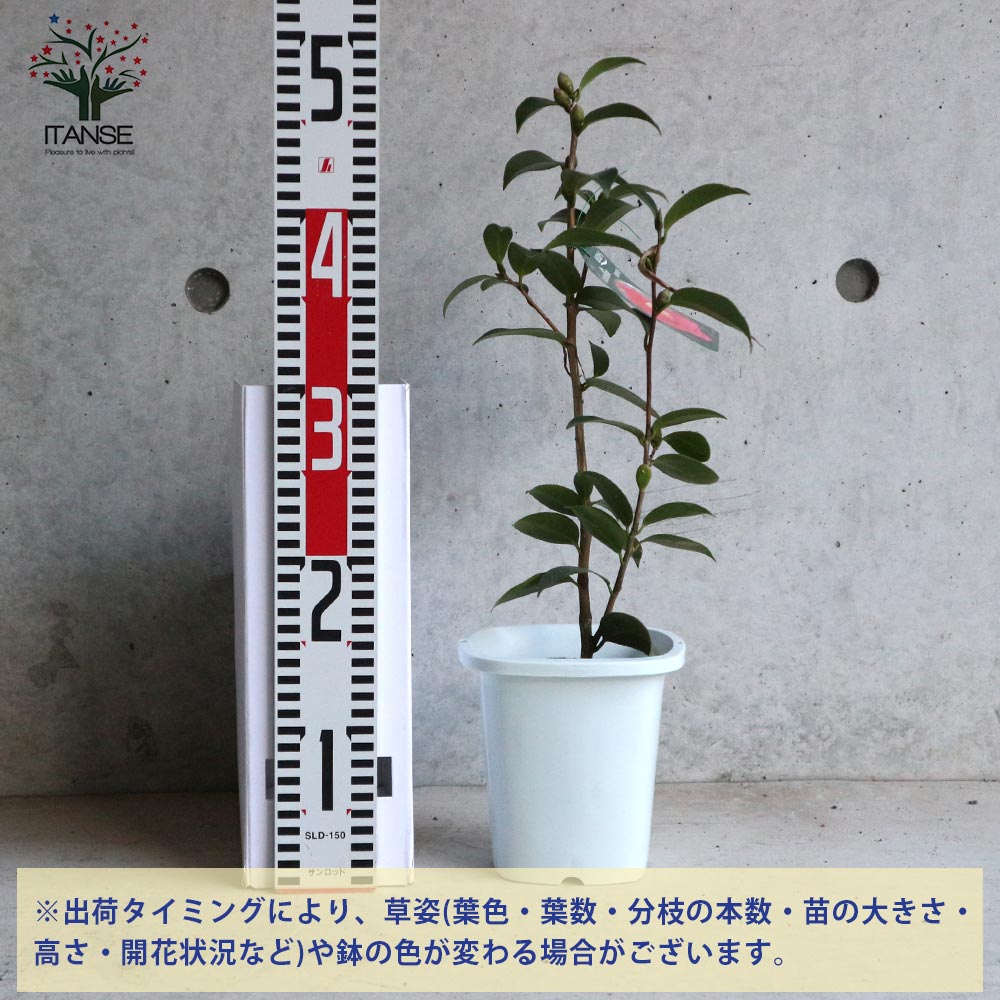 椿 天倫寺月光(てんりんじがっこう)【庭木 4.5号鉢／1個売り】