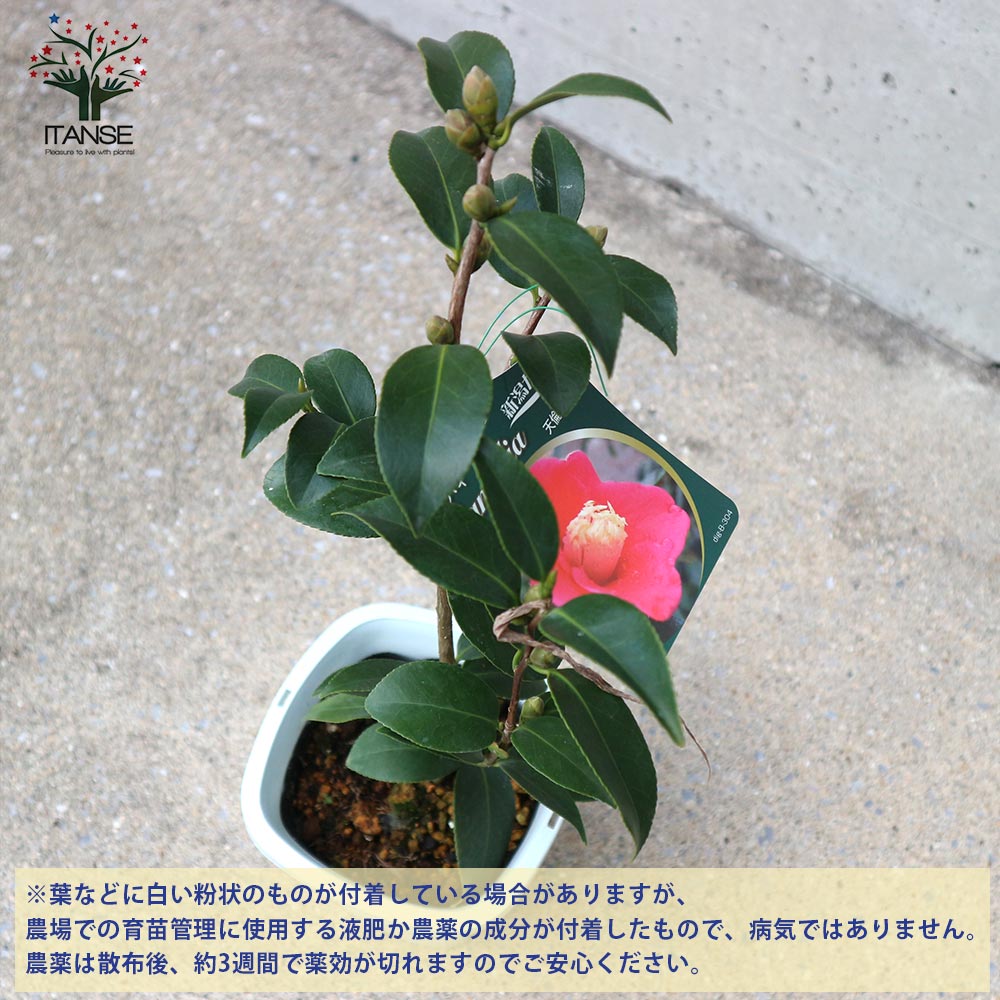 椿 天倫寺月光(てんりんじがっこう)【庭木 4.5号鉢／1個売り】