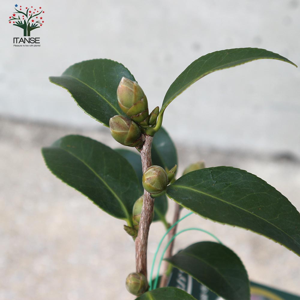 椿 天倫寺月光(てんりんじがっこう)【庭木 4.5号鉢／1個売り】