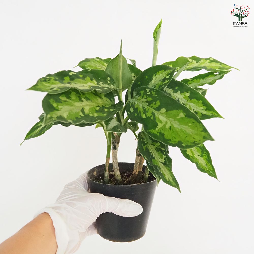 アグラオネマ ピクタム　トリカラー　2本立ち アグラオネマ・ピクタム・マルチカラー・Aglaonema pictum