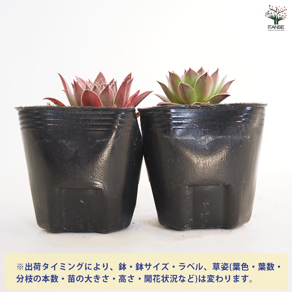 センペルビウム ビトム 【多肉植物 3号】｜ 【植物のITANSE
