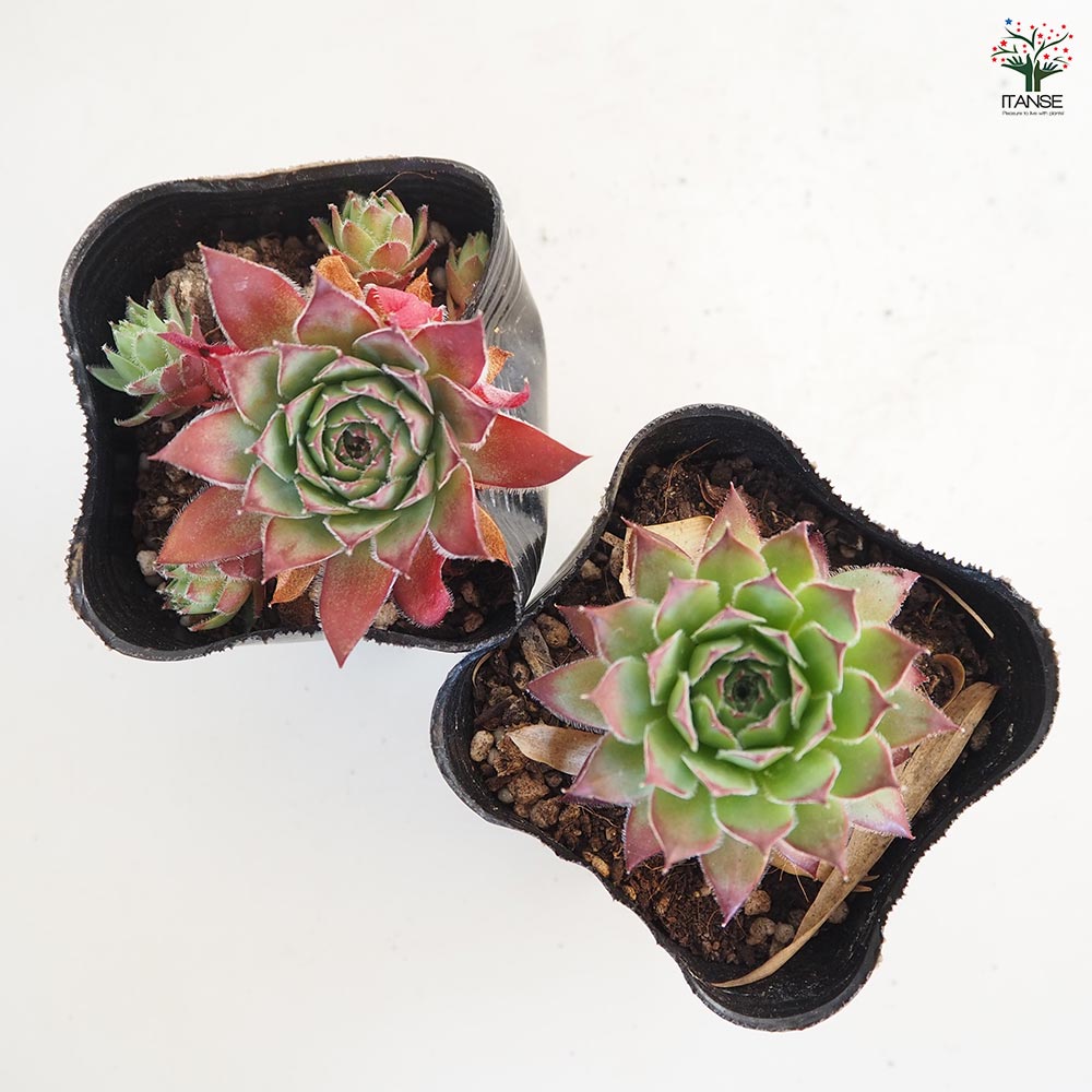 センペルビウム ビトム 【多肉植物 3号】｜ 【植物のITANSE