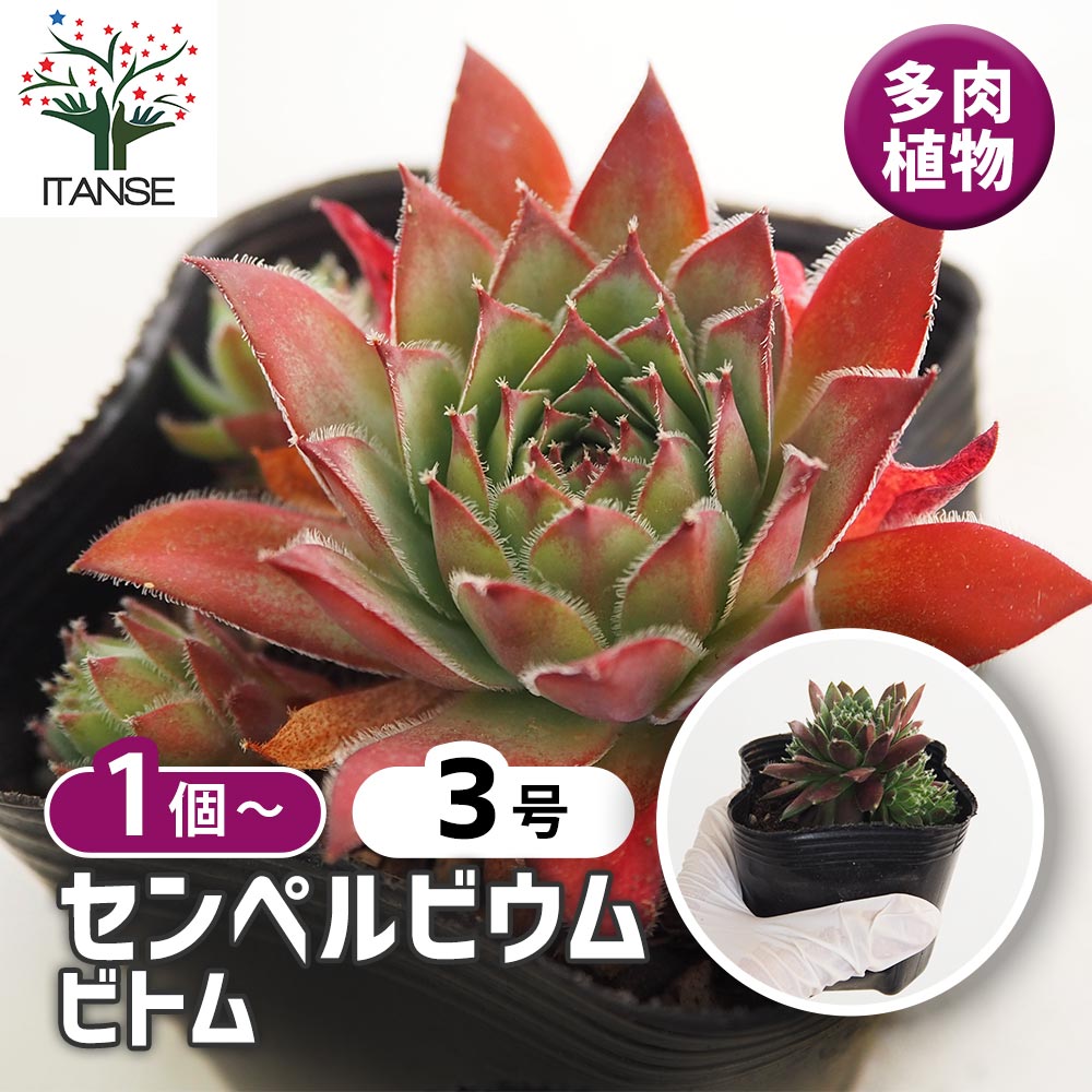 センペルビウム ビトム 【多肉植物 3号】｜ 【植物の