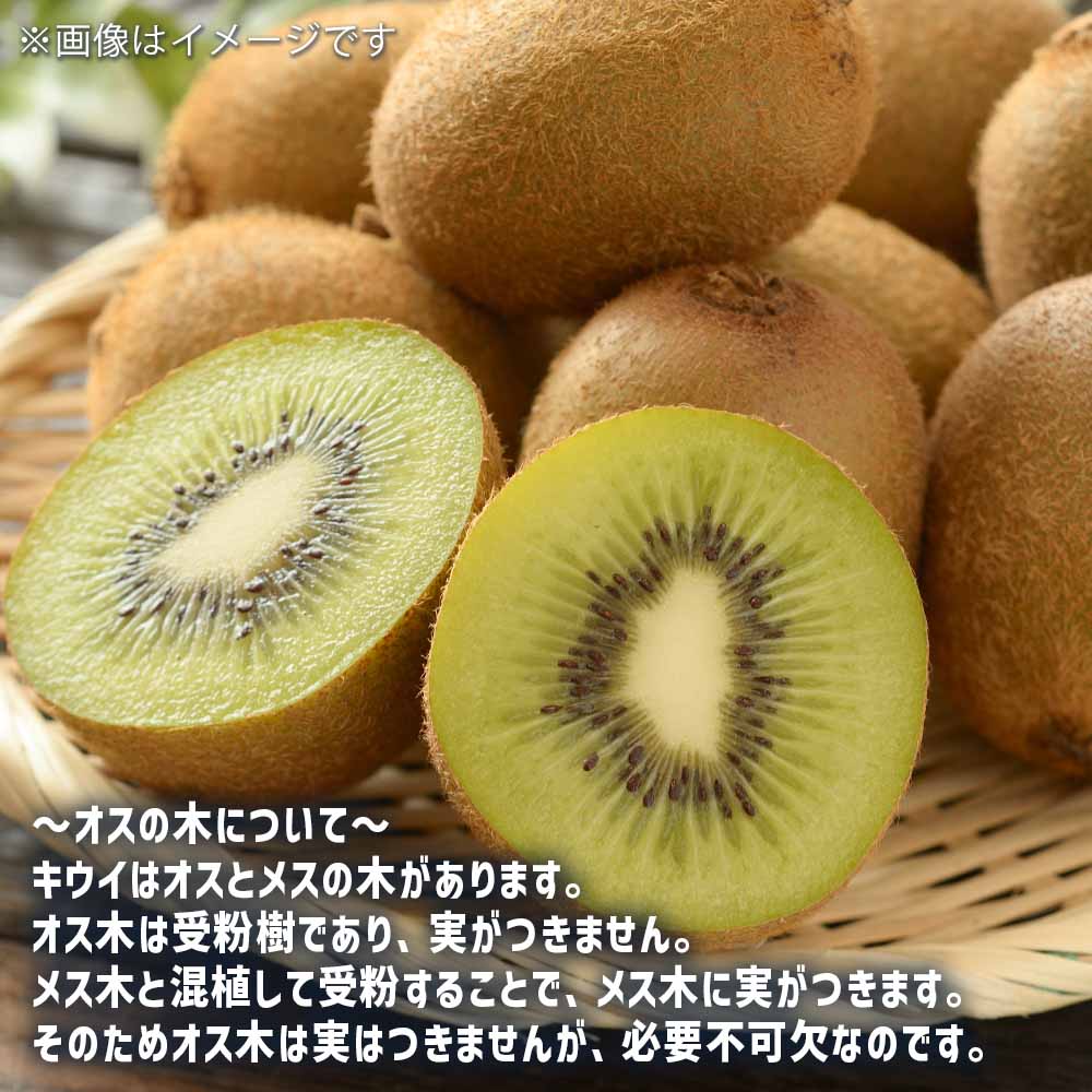 キウイの苗木 トムリ(オス木) 【果樹の苗木 4~5号/1個売り】