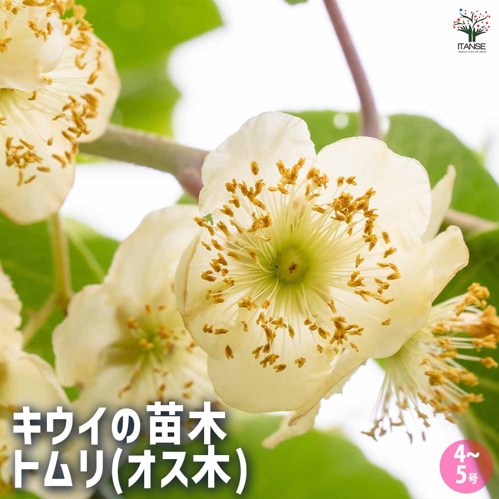 キウイの苗木 トムリ(オス木) 【果樹の苗木 4~5号/1個売り】