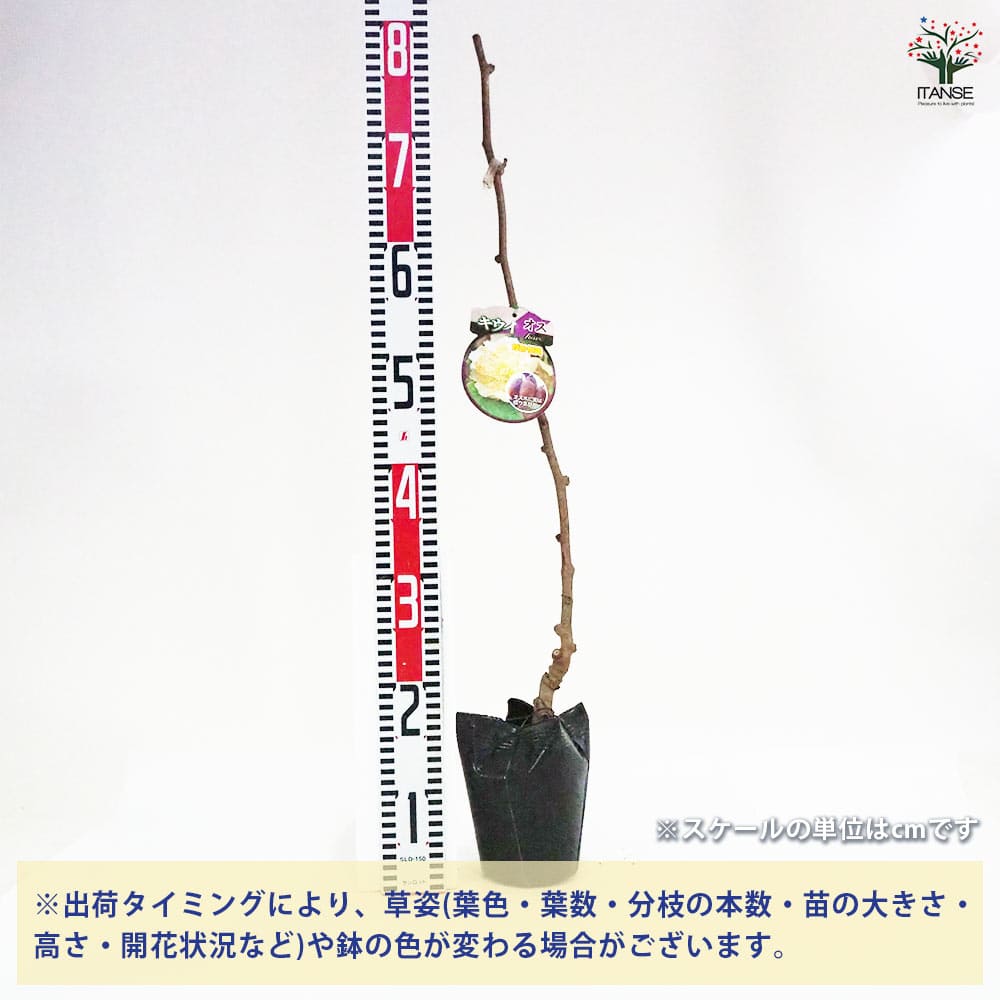 キウイの苗木 トムリ(オス木) 【果樹の苗木 4~5号/1個売り】