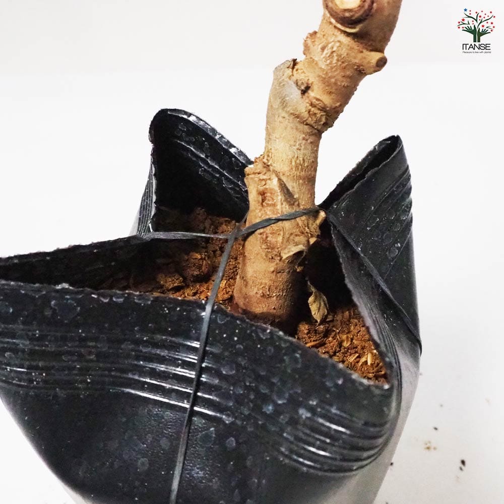 キウイの苗木 トムリ(オス木) 【果樹の苗木 4~5号/1個売り】