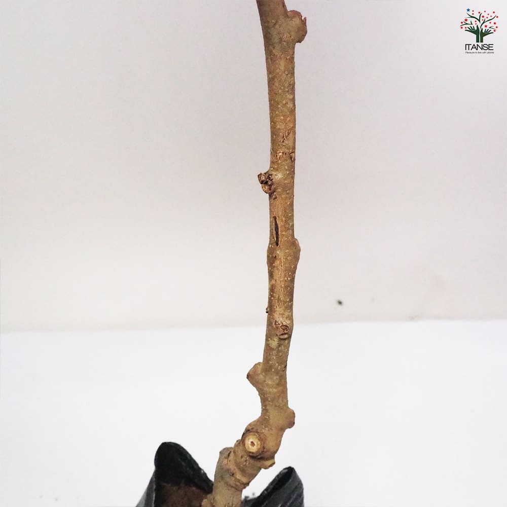 キウイの苗木 トムリ(オス木) 【果樹の苗木 4~5号/1個売り】