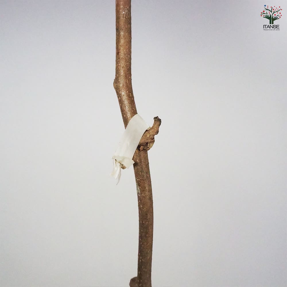 キウイの苗木 トムリ(オス木) 【果樹の苗木 4~5号/1個売り】