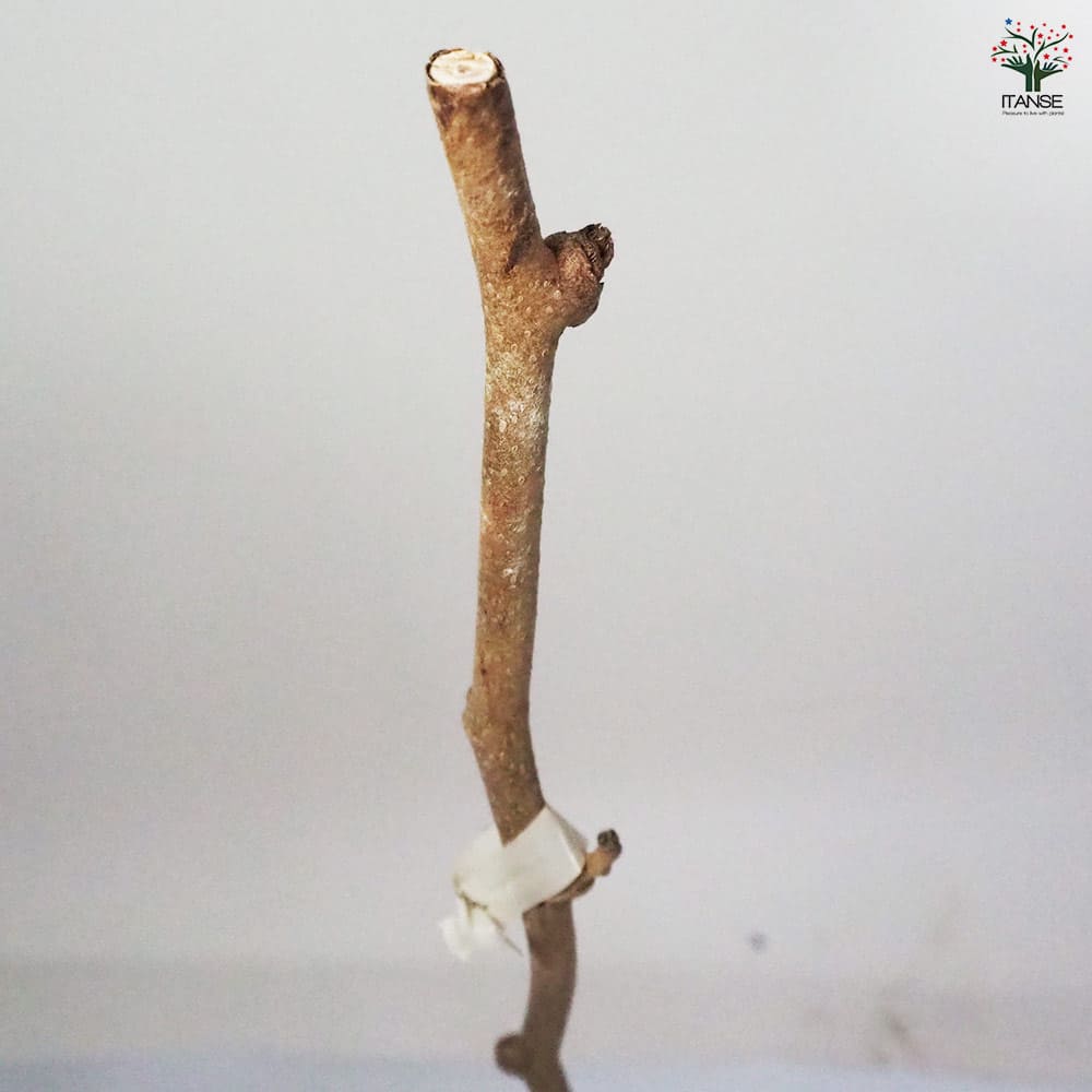 キウイの苗木 トムリ(オス木) 【果樹の苗木 4~5号/1個売り】