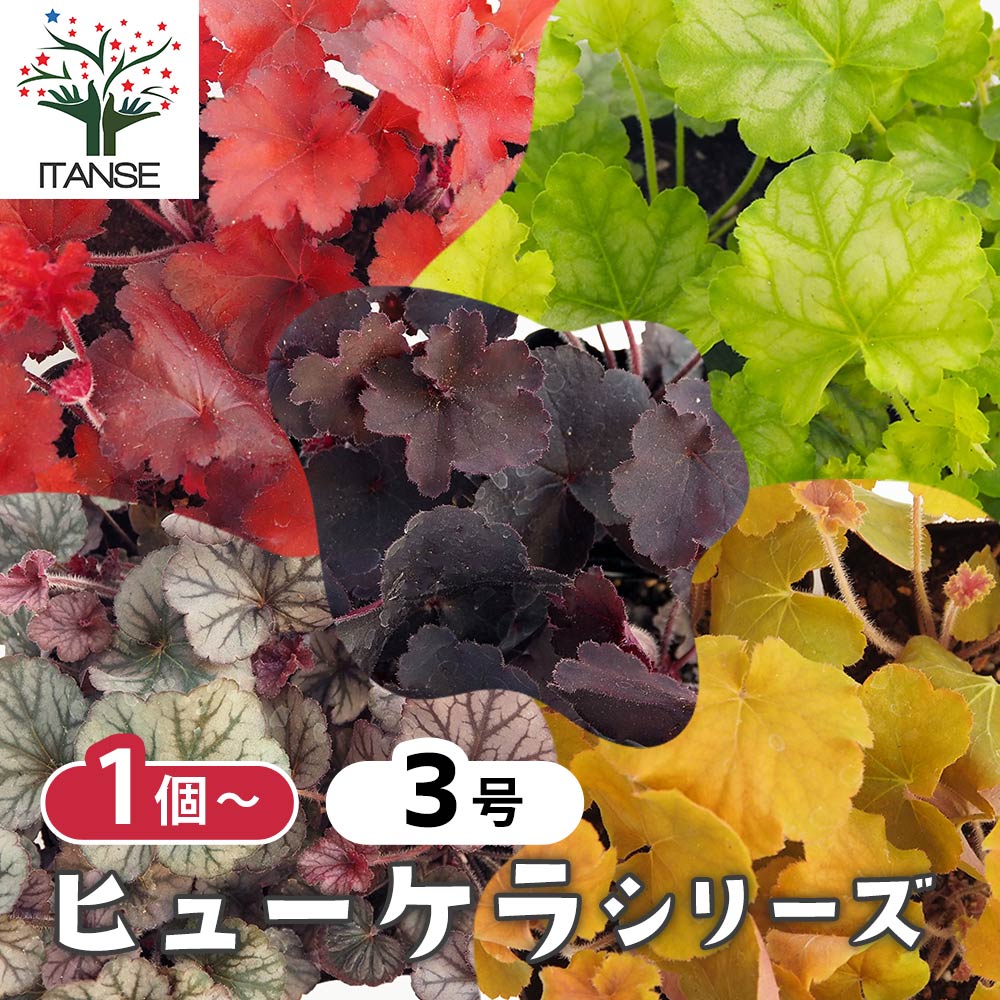 ヒューケラ＆ヒューケレラ 【花苗 3号】｜ 【植物のITANSE】全品