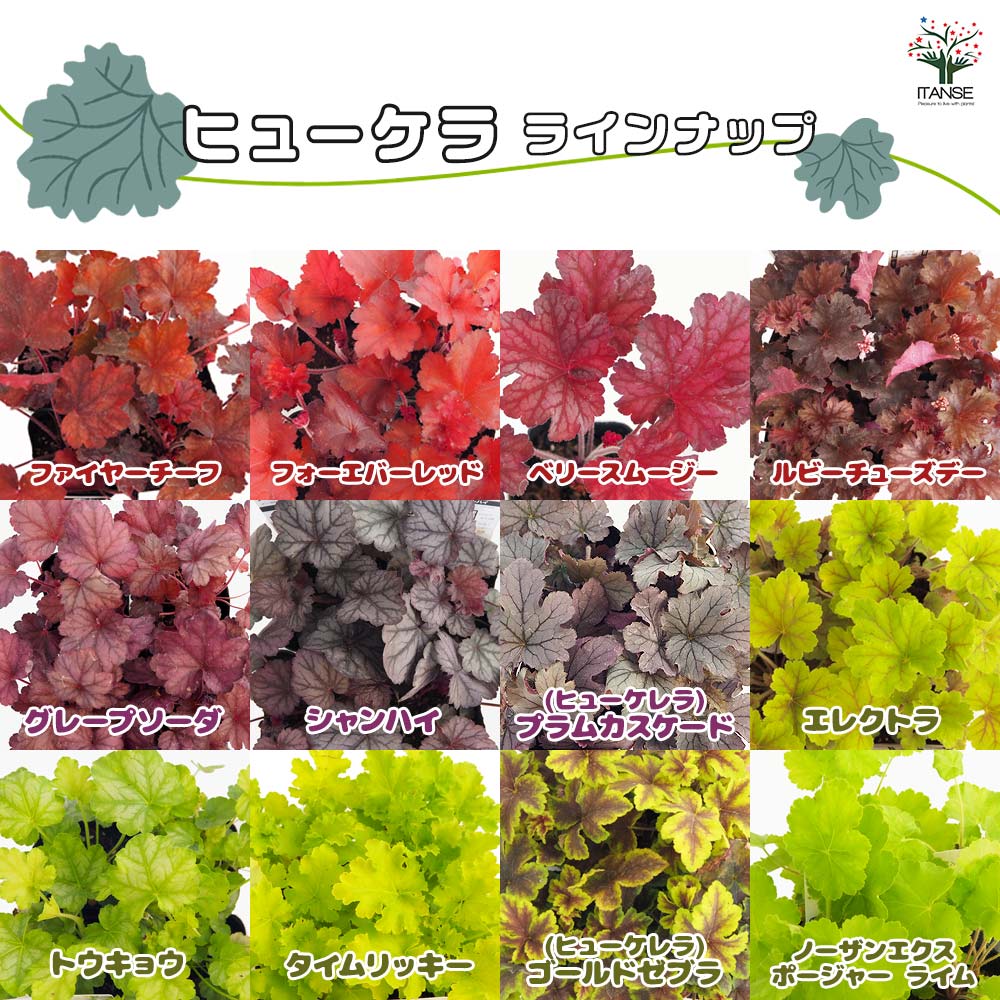 ヒューケラ＆ヒューケレラ 【花苗 3号】｜ 【植物のITANSE】全品