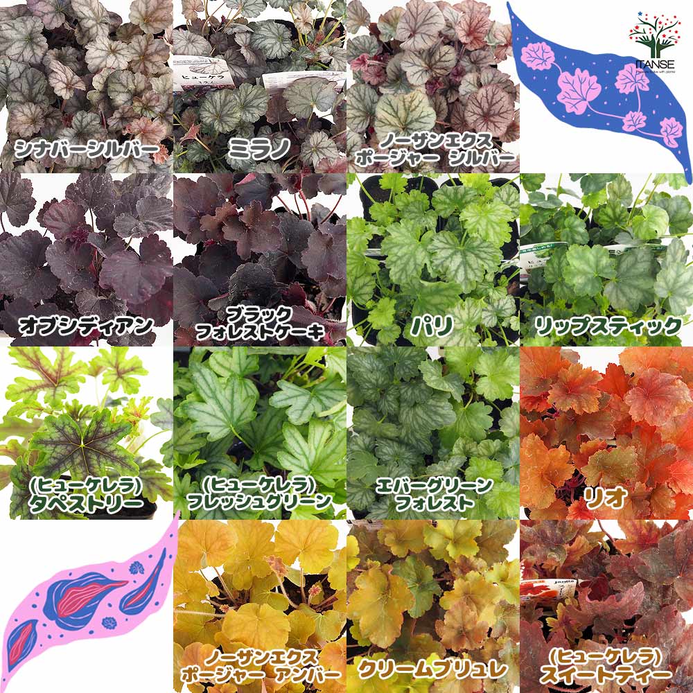 ヒューケラ＆ヒューケレラ 【花苗 3号】｜ 【植物のITANSE】全品