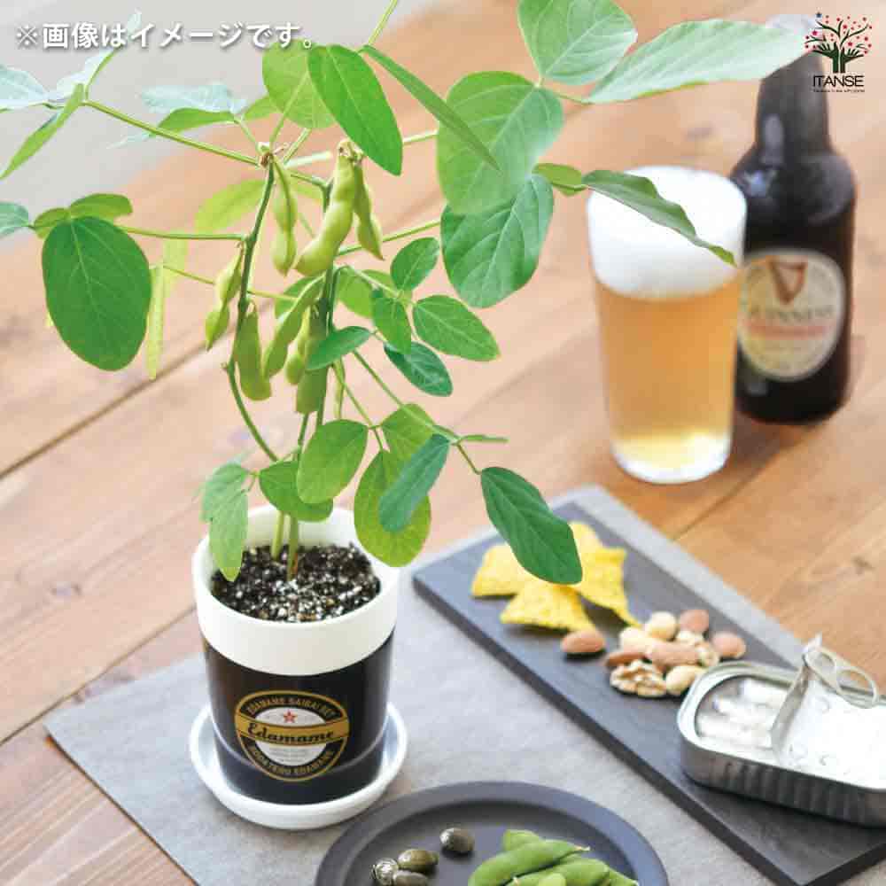 栽培セット 育てる黒えだ豆 【1個売り】｜ 【植物のITANSE】全品