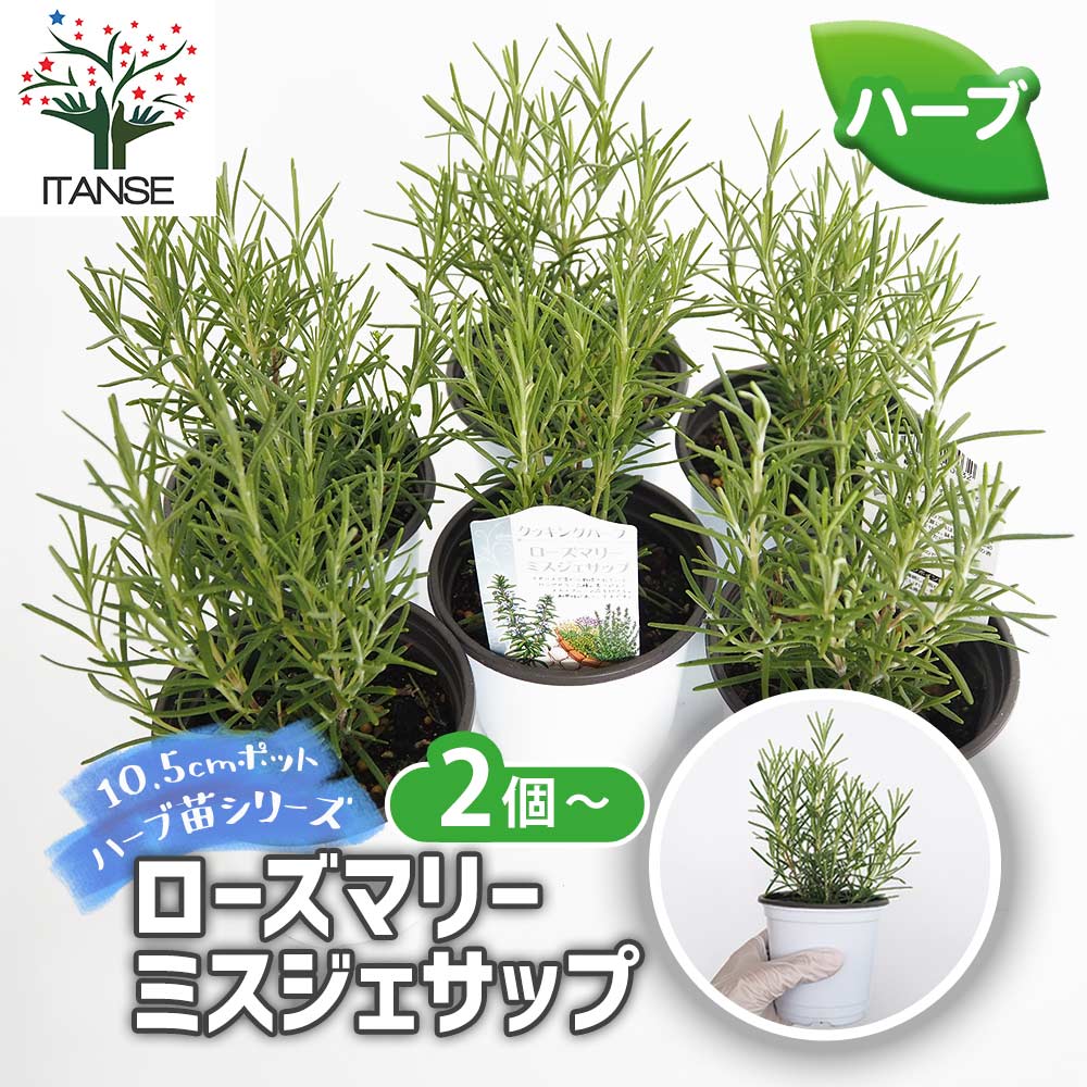 ローズマリー ミスジェサップ2個～ 【ハーブの苗 3.5号】