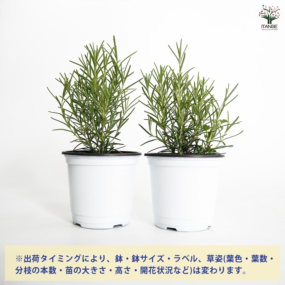 ローズマリー ミスジェサップ2個～ 【ハーブの苗 3.5号】