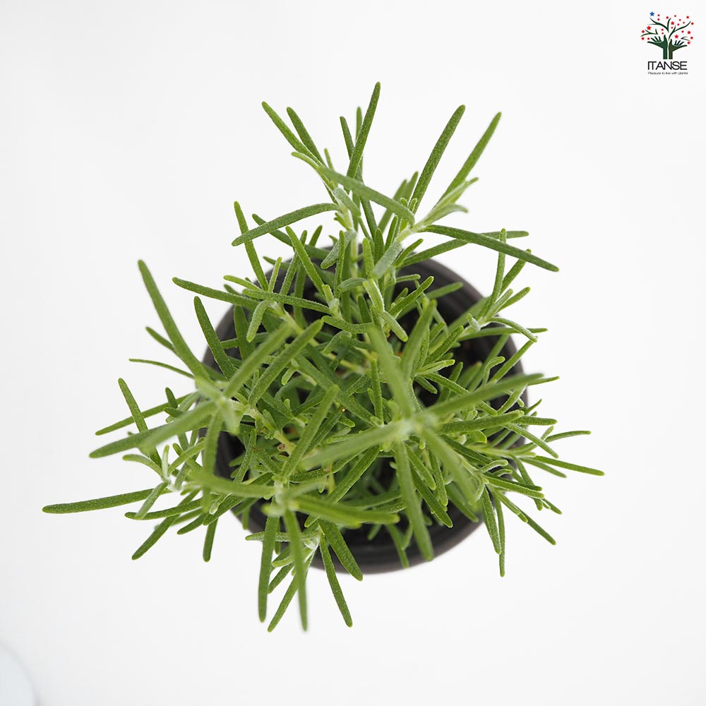 ローズマリー ミスジェサップ2個～ 【ハーブの苗 3.5号】｜ 【植物の